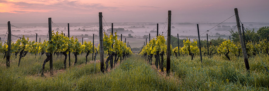 καλλιέργεια αμπελιού