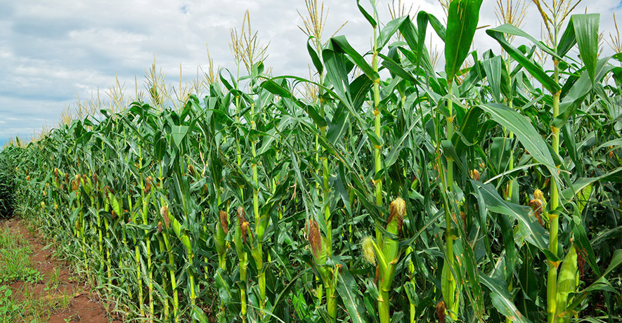 καλλιέργεια καλαμποκιού